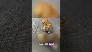 Feline Perception  What Do Cats Truly See When They Look at You