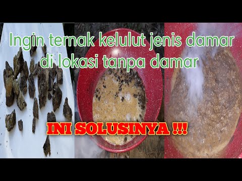 Video: Bagaimana Cara Mengencerkan Damar Wangi? Bisakah Damar Wangi Konstruksi Non-pengerasan Diencerkan? Apa Yang Digunakan Untuk Ini?