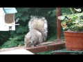 Squirrel 2-Sony Cyber-shot Digital Camera DSC-HX1 HD video test