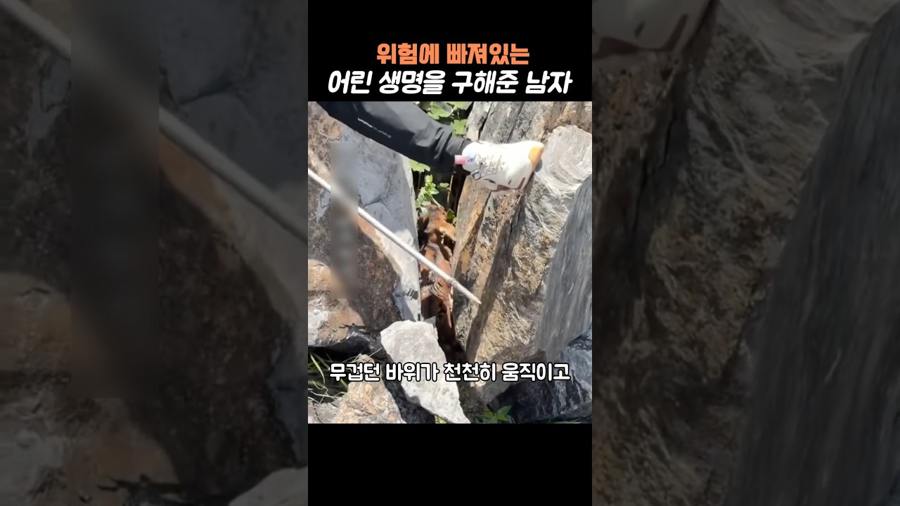 남자의 신속한 대처로 구조한 생명 #동물 #동물구조 #구조 #위험한
