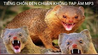 tiếng chồn đèn hay nhất mp3  chuẩn không tạp âm . #shorts