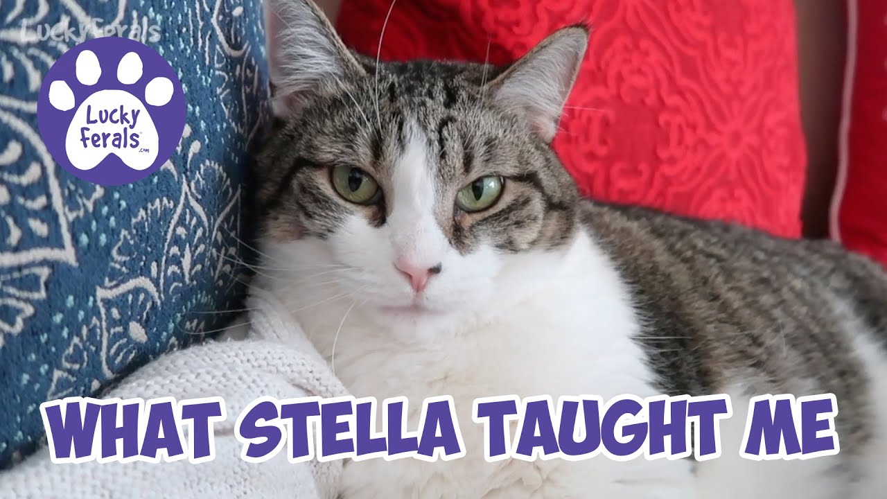 Десять вещей, которые вам нужно знать о ветеринарах и ветеринарном уходе.