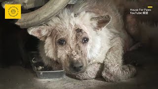 The stray dog afflicted with skin disease is shunned by people due to its unattractive appearance by House For Paws 11,896 views 2 months ago 8 minutes, 21 seconds