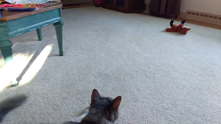 Watch the video about Maine Coon cat playing with fox