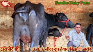 16 लीटर दूध तैयार की झोटी ✅ टॉप की झोटिया ख़रीदे 🏆15 Buffalo For Sale 😱ट्रांसपोर्ट फ़्री 🎉#animals 