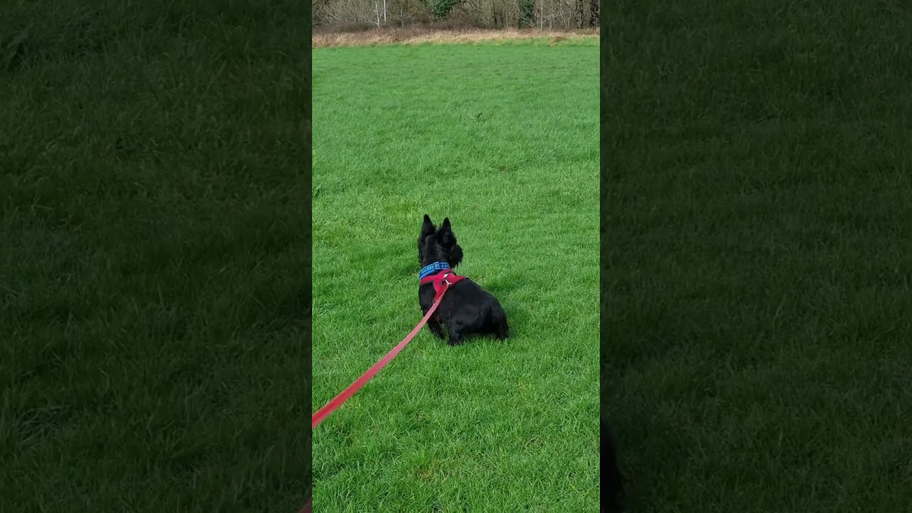 Skye can see a gnat at 1000 yards, well a Cow at least 😆  -  