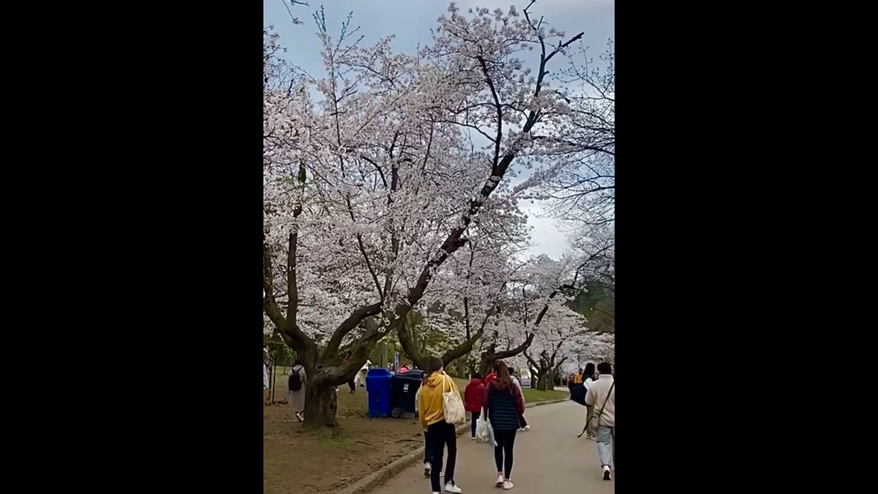 Toronto Cherry Blossoms at High Park, Canada 