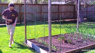 How to Build a Pea Trellis