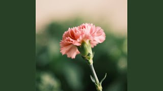 Angin Bersinar Langit