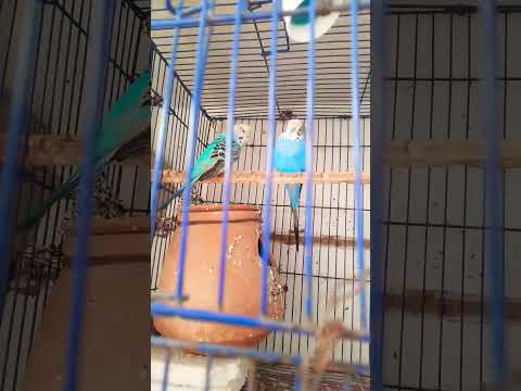 #budgies #parrot #cockatiel