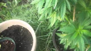 First Day Of SUMMER LET THE GROW SEASON BEGIN !!