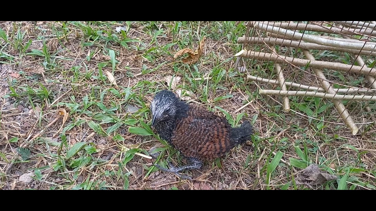 Em chim non rớt bụi tre và hành trình về lại thiên nhiên