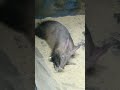 特徴的な外観のツチブタ