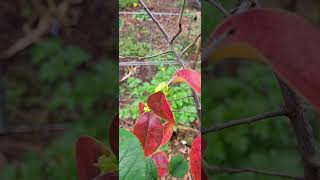 Chinese Quince -- Pseudocydonia sinensis