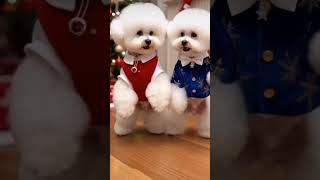 Lovely puppies also look forward to Christmas. #dog #doglover #puppy #cute #hailuoai
