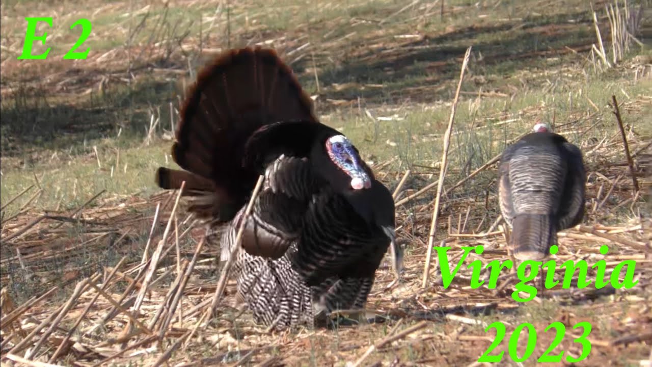 Experience the thrill of turkey hunting in Virginia YouTube