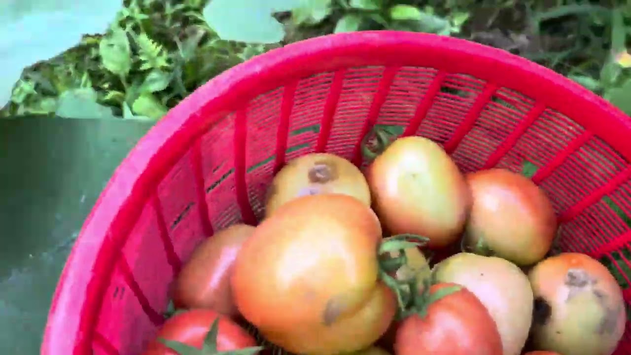 33 Thư giãn  vườn nhà chiều 30 Tết