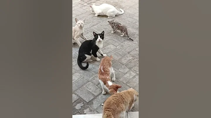 Video 4005971: stray cat, cat baby attack, laugh funny cat, laugh cats funny animal, cat funny cute animals