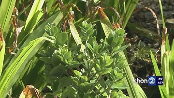 ʻŌhiʻa lehua becomes official Hawaii endemic tree