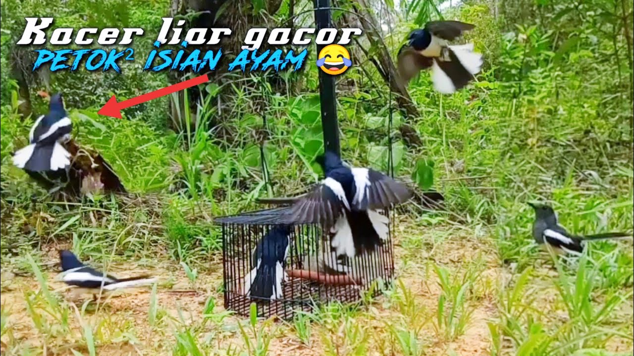 burung Kacer liar isian ayam petok petok//mikat burung Kacer terbaru