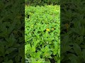 KL028 - Flower at road side 2 #travel  #malaysia #kualalumpur