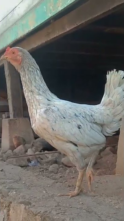 Suara Ayam Betina Berkotek