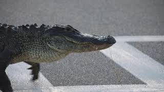 Alligator Walks Slowly On the Crosswalk To Reach Opposite Side As People Wait And Watch Them by Jukin Media 16,308 views 2 years ago 1 minute, 52 seconds