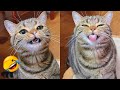FUNNY CAT VIDEOS 2023😸 - 😂Funniest Cats 2023 #66
