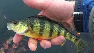 Live Minnows vs. Gulp Yellow Perch Challenge Suprising Results!