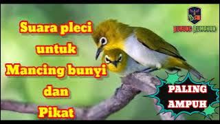 Suara burung Pleci paling ampuh untuk pancing dan Pikat