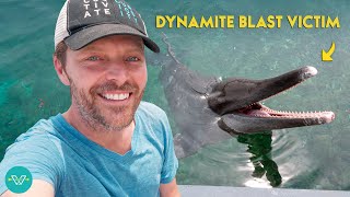 Rescuing Dolphins and Other Sea Creatures