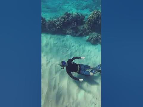 Snuggling my ocean friends #shorts - YouTube