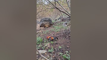 gà rừng mái gọi trống phi nhanh như tia chất.poj qaib xeev lau dhias ceev tiag tiag