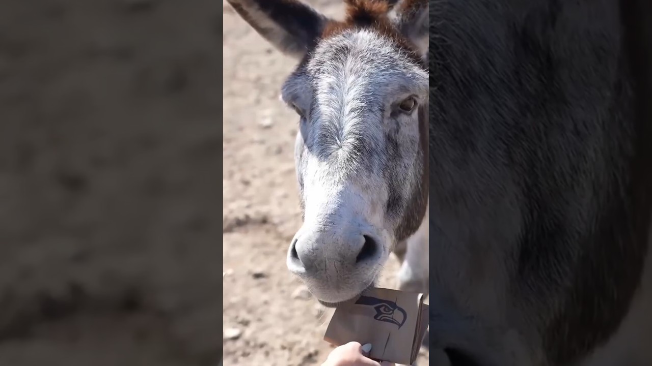 Он ЗНАЕТ, кто ПОБЕДИТ #alveus