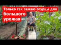 Огурцы в открытом грунте: когда и как это делать семенами