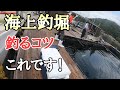 【海上釣堀】海上釣り堀でこれをやればだいたい釣れる! 初心者釣り方講座 広島県 大漁丸さんにて 2020年9月12日釣行