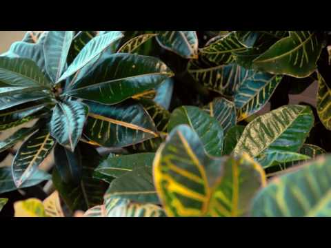 Video: Koku filodendru kopšana - Filodendru Selloum audzēšanas prasības