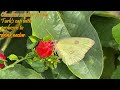 Butterflies and the proboscis. This video shows closup views of butterflies drinking nectar.