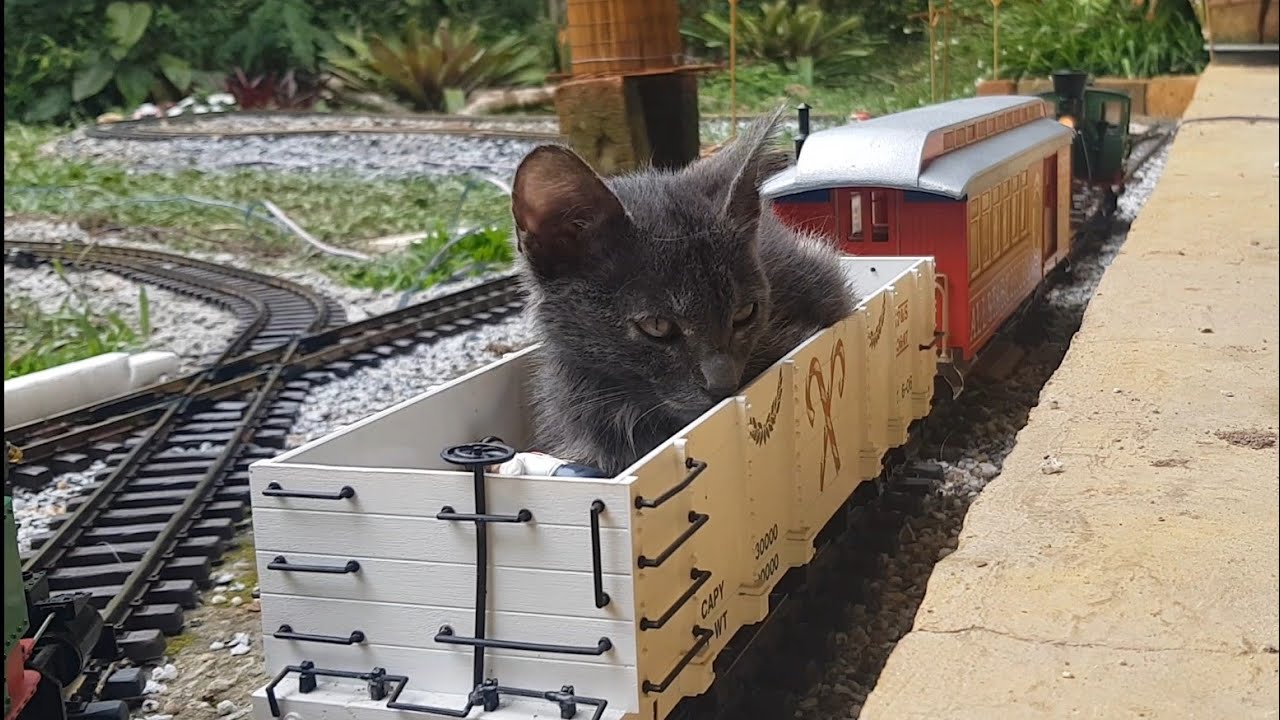 GATINHA passeia no TREM DE JARDIM!