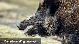 What Is Hogzilla?