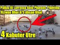 Rizwan Bhai V/S Ahsan Bhai Long Distance Pigeons Amazing Fighting | Catching Pigeon | 4 Kabuter Utre