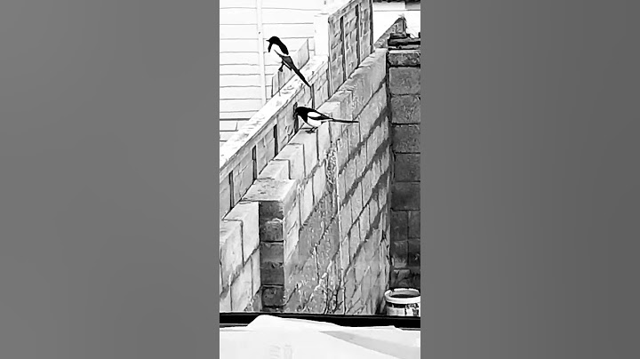 Two magpies (two for joy)