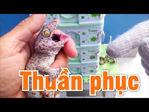 Video: Làm Thế Nào để Có được Một Con Tắc Kè Hoa