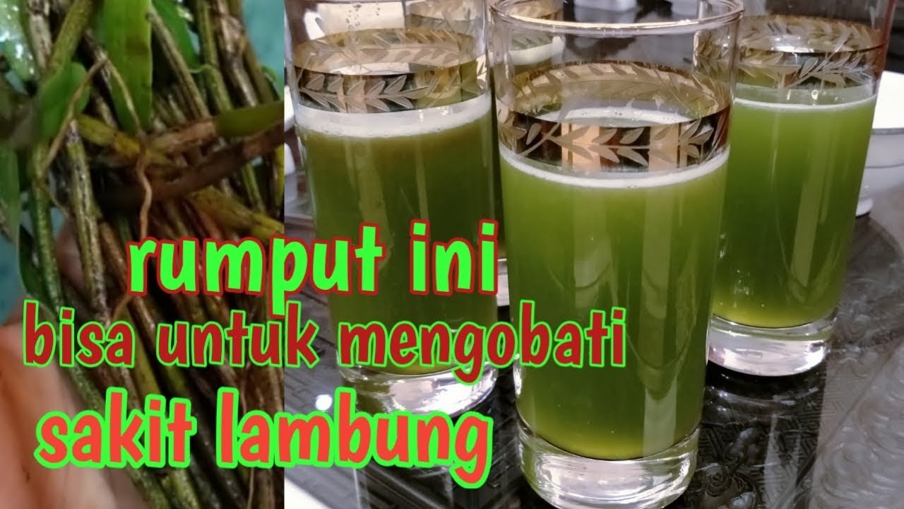 RUMPUT UNTUK OBAT SAKIT LAMBUNG - YouTube