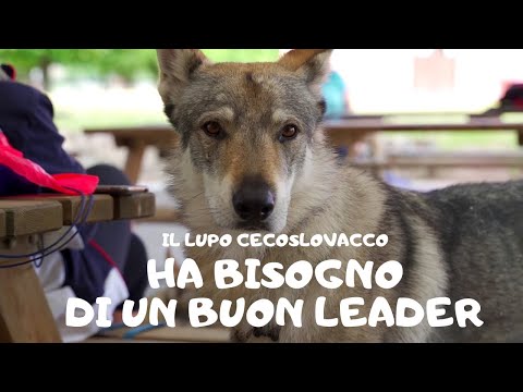 Video: Come Allevare Un Cane Lupo?