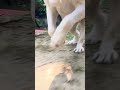 Dog status #slowmo #sara please like and subscribe