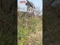 Easy way to catch Shikra 🦅Baz using mouse 🐁 #youtube #birds #harehunting #wildlife #nature #bird