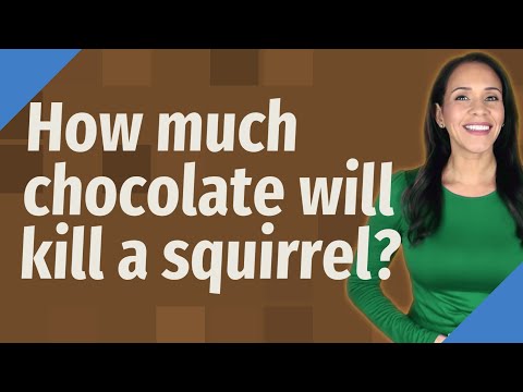 How much chocolate will kill a squirrel?