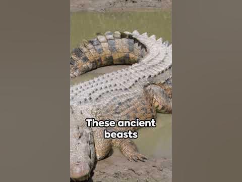 How Big Do Saltwater Crocodiles Get? - YouTube