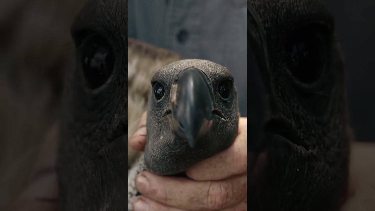 Why Scientists Track Vultures 🦅